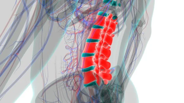 ヒューマンスケルトン縦列腰椎解剖学3Dイラスト — ストック写真