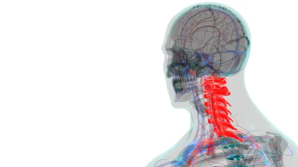 Columna Vertebral Esqueleto Humano Vértebras Cervicales Anatomía Ilustración —  Fotos de Stock