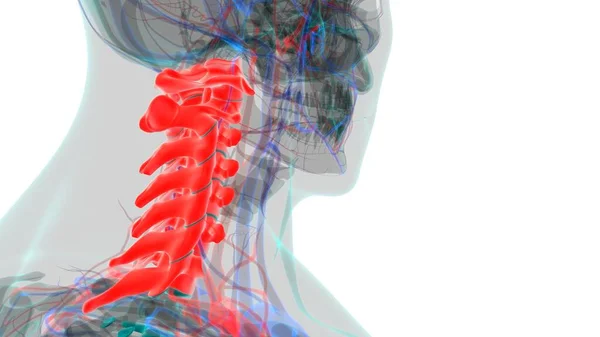 Nsan Skeleti Omurgası Servikal Omurga Anatomisi Llüstrasyon — Stok fotoğraf