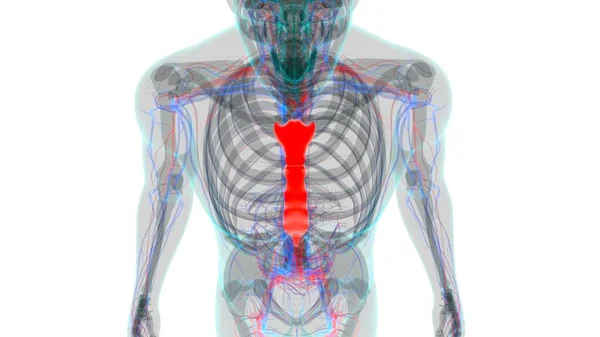 Menselijke Skelet Sternum Bot Anatomie Voor Medisch Concept Illustratie — Stockfoto