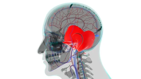 Human Skeleton Skull Temporal Bone Anatomy Medical Concept Illustration — Stock Photo, Image