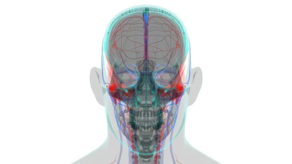 Anatomia Osso Temporal Crânio Esqueleto Humano Para Ilustração Médica Conceito — Fotografia de Stock