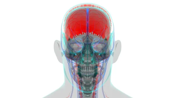 Anatomía Ósea Parietal Del Cráneo Del Esqueleto Humano Para Ilustración —  Fotos de Stock