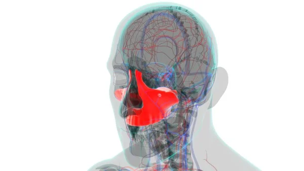 Anatomía Ósea Maxilar Del Cráneo Del Esqueleto Humano Para Ilustración —  Fotos de Stock