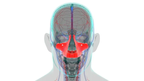 Ludzki Szkielet Czaszka Maxillal Bone Anatomia Koncepcji Medycznej Ilustracja — Zdjęcie stockowe