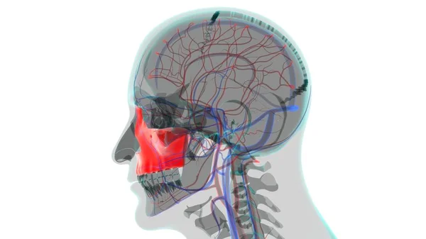Anatomía Ósea Maxilar Del Cráneo Del Esqueleto Humano Para Ilustración —  Fotos de Stock