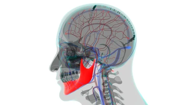 Anatomia Dell Osso Mandibolare Del Cranio Dello Scheletro Umano Illustrazione — Foto Stock
