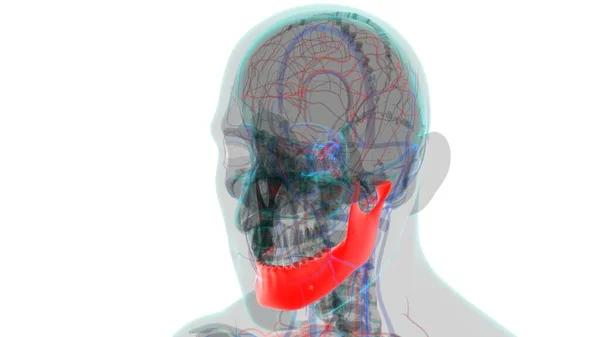 Anatomía Ósea Mandíbula Del Cráneo Del Esqueleto Humano Para Ilustración —  Fotos de Stock