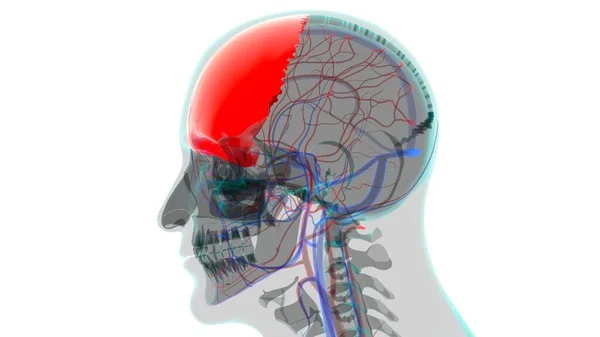 Anatomia Dell Osso Frontale Del Cranio Dello Scheletro Umano Illustrazione — Foto Stock