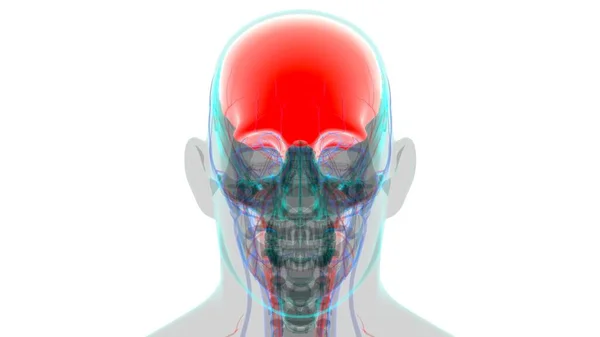 Emberi Csontváz Skull Frontal Bone Anatómia Orvosi Koncepció Illusztráció — Stock Fotó