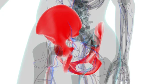 Ανθρώπινος Σκελετός Hip Πυελικό Οστούν Ανατομία Για Ιατρική Έννοια Εικονογράφηση — Φωτογραφία Αρχείου