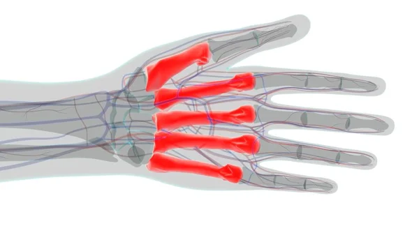 Human Skeleton Hand Matacarapls Ανατομία Των Οστών Για Ιατρική Ιδέα — Φωτογραφία Αρχείου