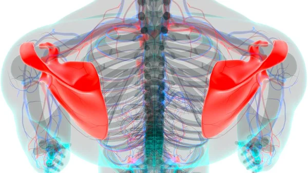 해부학 Scapula Bone Rendering Medical Concept — 스톡 사진