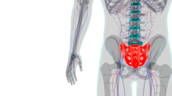 Mänskligt Skelett Anatomi Sakrala Bena Rendering För Medicinskt Koncept — Stockfoto