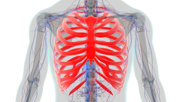 人間の骨格解剖学 Rib Cage 3DレンダリングFor Medical Concept — ストック写真