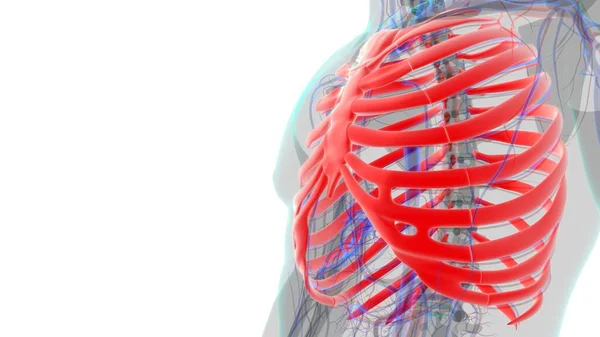 Lidská Kostra Anatomie Rib Cage Vykreslování Pro Lékařské Pojetí — Stock fotografie