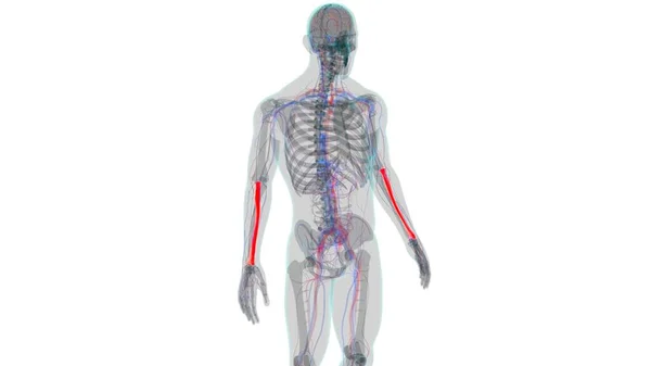 Human Skeleton Anatomy Radius Bone Rendering Medical Concept — Stock Photo, Image