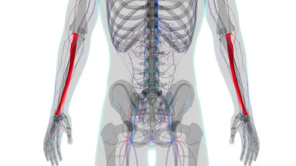 Rendimiento Del Hueso Del Radio Anatomía Del Esqueleto Humano Para — Foto de Stock