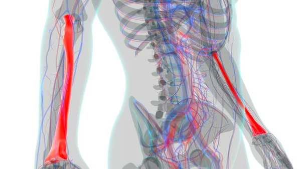 Mänskligt Skelett Anatomi Radius Bone Rendering För Medicinskt Koncept — Stockfoto
