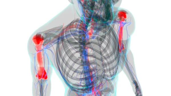 Emberi Csontváz Anatómia Humerus Bone Renderelés Orvosi Koncepció — Stock Fotó