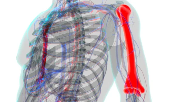 Nsan Iskeleti Anatomisi Humerus Kemiği Tıbbi Konsept Için Hazırlama — Stok fotoğraf