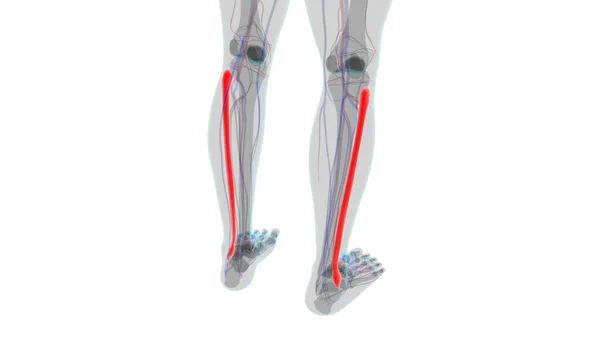 人骨解剖学 Fibula Bone 3DレンダリングFor Medical Concept — ストック写真