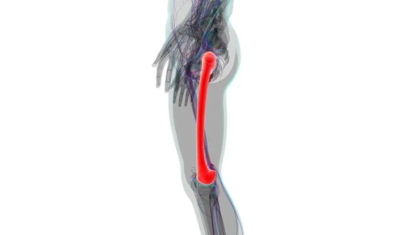 Nsan Iskeleti Anatomisi Uyluk Kemiği Tıbbi Kavram Hazırlama — Stok fotoğraf