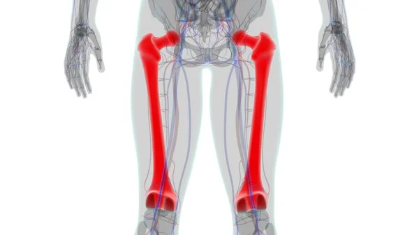 Mänskligt Skelett Anatomi Femur Bone Rendering För Medicinskt Koncept — Stockfoto