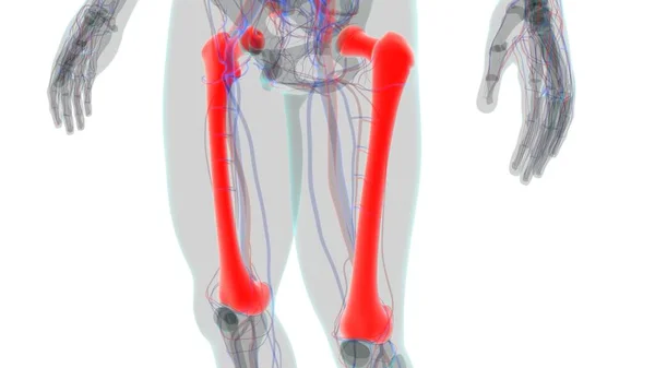 Ανθρώπινη Ανατομία Σκελετού Οστών Femur Αποτύπωση Για Ιατρική Έννοια — Φωτογραφία Αρχείου