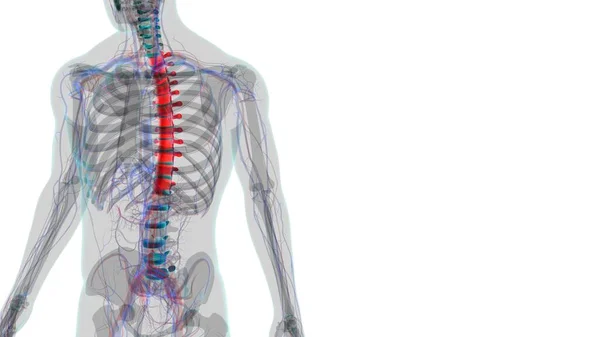 Esqueleto Humano Coluna Vertebral Anatomia Torácica Vértebras Ilustração — Fotografia de Stock