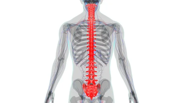 Human Skeleton Vertebral Columns Vertebrae Anatomy Illustration — стокове фото