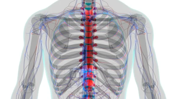 Human Skeleton Vertebral Column Thoracic Vertebrae Anatomy Illustration — Stock Photo, Image