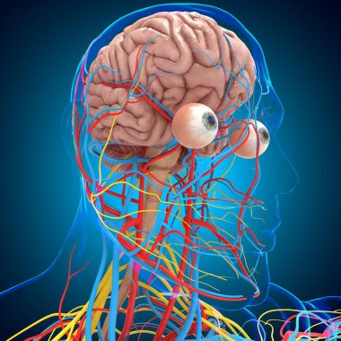 Tıbbi konsept için beyni olan İnsan Dolaşım Sistemi Anatomisi