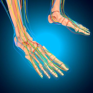 Tıbbi Konsept için İnsan Anatomisi 3 boyutlu İllüstrasyon