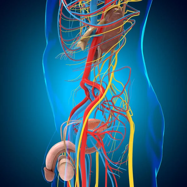 Male Reproductive System Anatomy For Medical Concept 3D Illustration