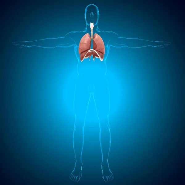 Anatomia Humana Sistema Respiratório Dos Pulmões Para Ilustração Médica Conceito — Fotografia de Stock