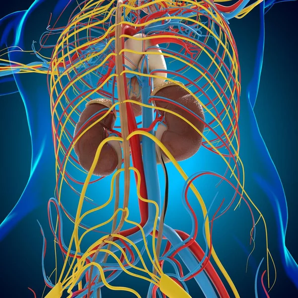 Manlig Reproduktionssystem Anatomi För Medicinska Begrepp Illustration — Stockfoto