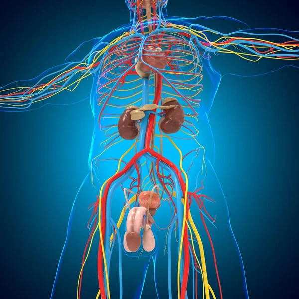 Male Reproductive System Anatomy For Medical Concept 3D Illustration