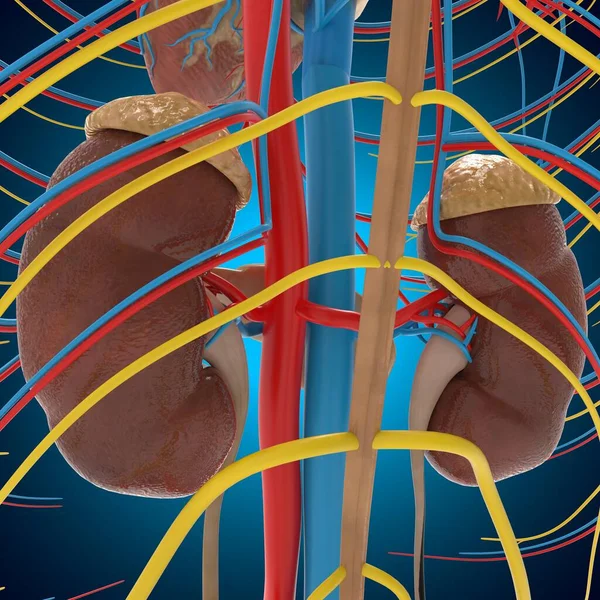 Male Reproductive System Anatomy For Medical Concept 3D Illustration