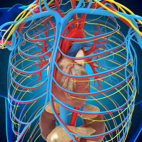Human Circulatory system Anatomy With Heart For medical concept 3D Illustration