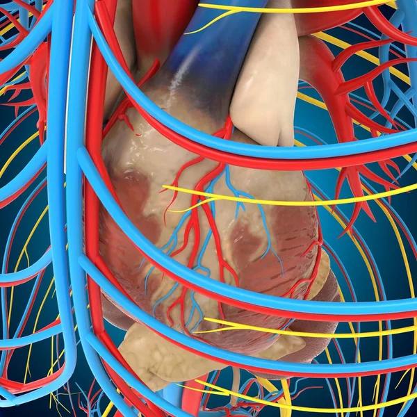 Anatomia Del Sistema Circolatorio Umano Con Cuore Concetto Medico Illustrazione — Foto Stock