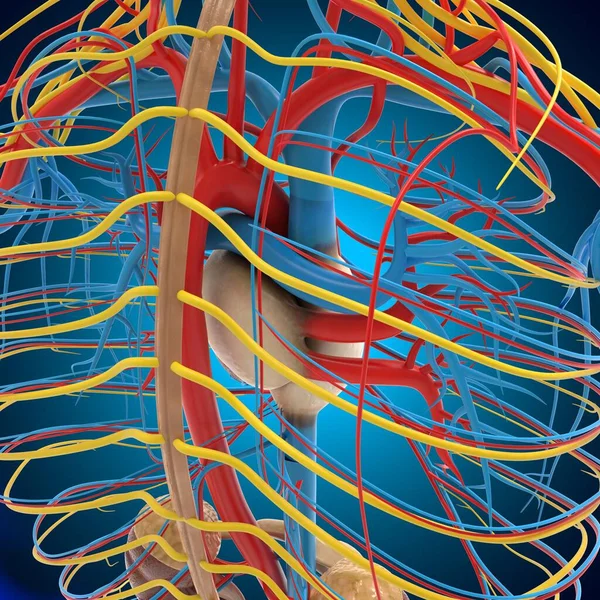 Sistema Circulatorio Humano Anatomía Con Corazón Para Concepto Médico Ilustración — Foto de Stock