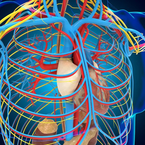 Människans Cirkulationssystem Anatomi Med Hjärta För Medicinskt Koncept Illustration — Stockfoto