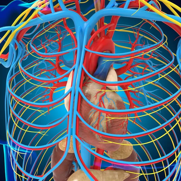 Menselijk Circulair Systeem Anatomie Met Hart Voor Medisch Concept Illustratie — Stockfoto