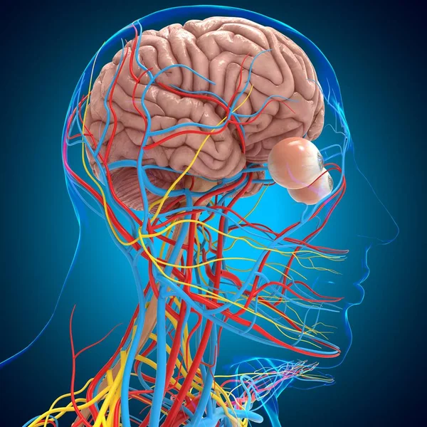 Anatomia Del Sistema Circolatorio Umano Con Cervello Concetto Medico Illustrazione — Foto Stock