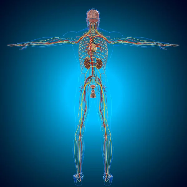脳を用いたヒト循環器系解剖学 3Dイラスト — ストック写真