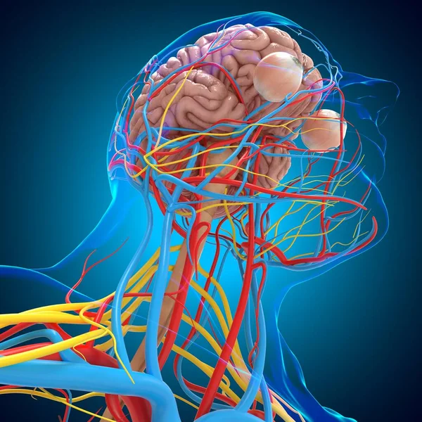 Anatomia Del Sistema Circolatorio Umano Con Cervello Concetto Medico Illustrazione — Foto Stock