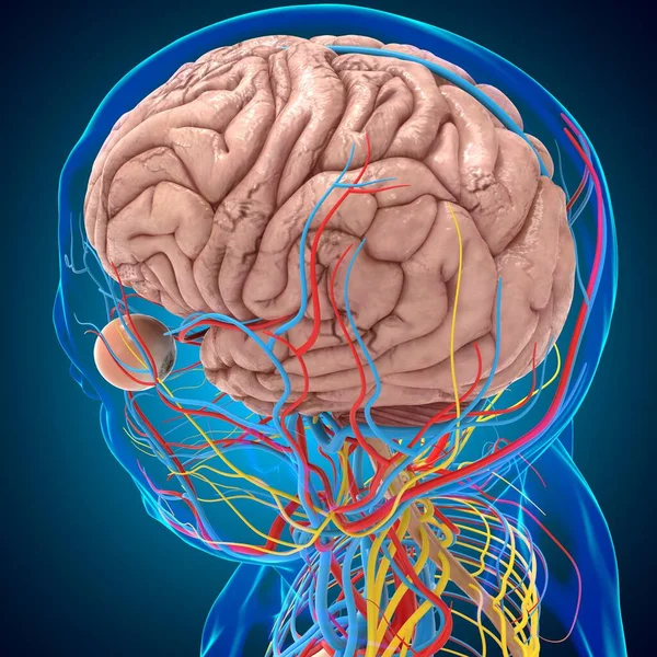 Anatomia Del Sistema Circolatorio Umano Con Cervello Concetto Medico Illustrazione — Foto Stock