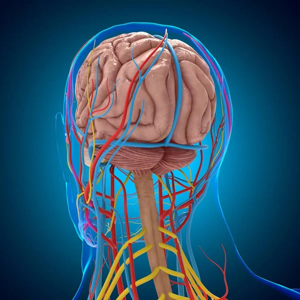 Anatomia Sistema Circulatório Humano Com Cérebro Para Conceito Médico Ilustração — Fotografia de Stock
