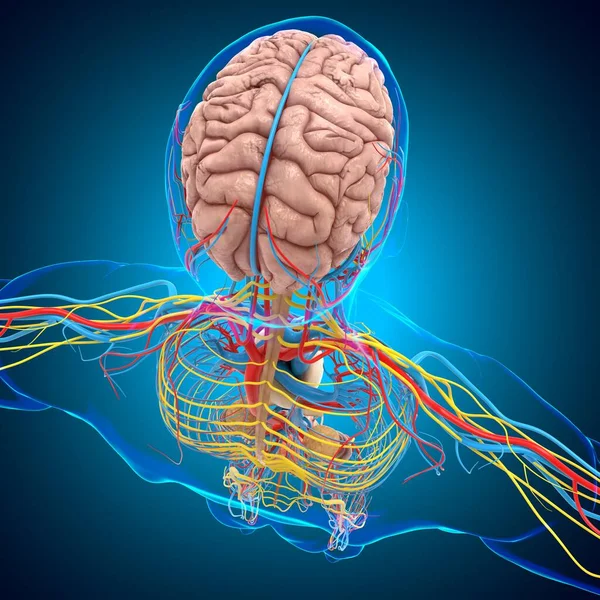 Human Circulatory system Anatomy With brain For medical concept 3D Illustration
